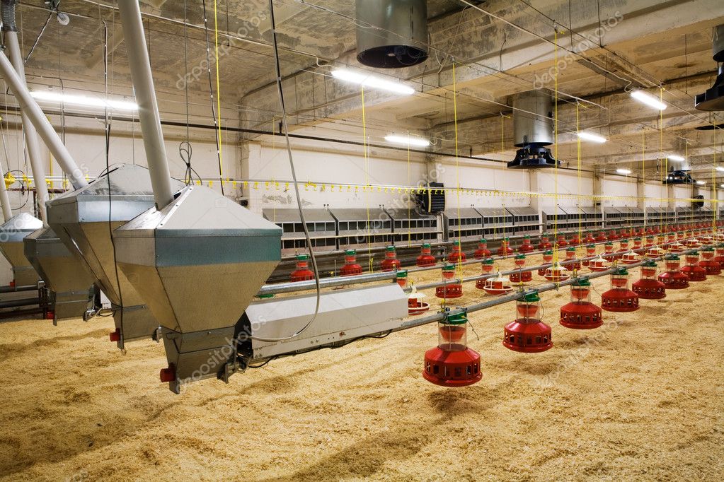LED dimmer installed in a poultry shed
