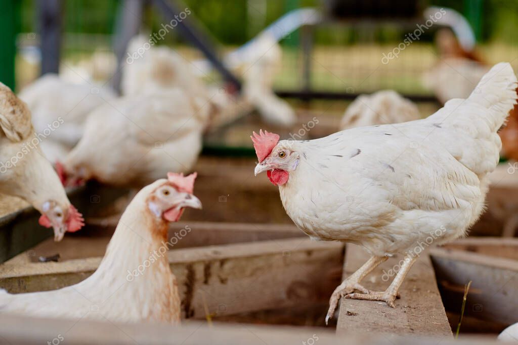 Poultry shed with controlled LED lighting