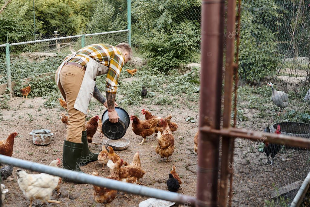 Poultry shed with controlled LED lighting