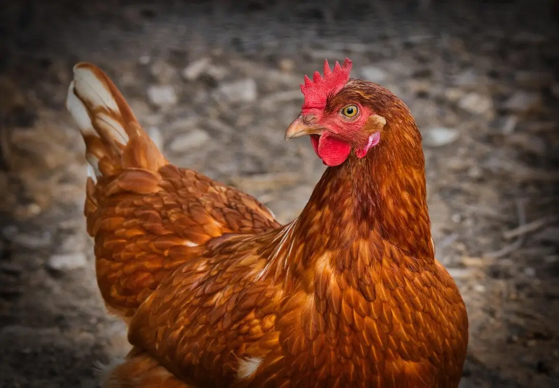 Poultry shed with controlled LED lighting